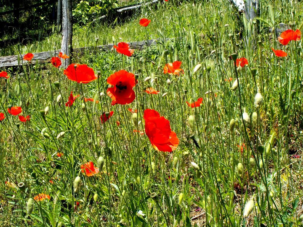 Cascina Ciosse B&B Grognardo Esterno foto